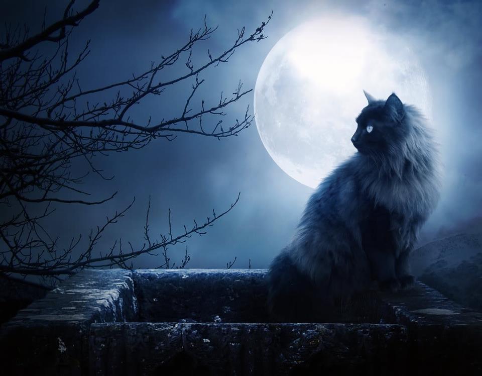 Cat Moon Photo
